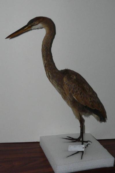 Ardea purpurea