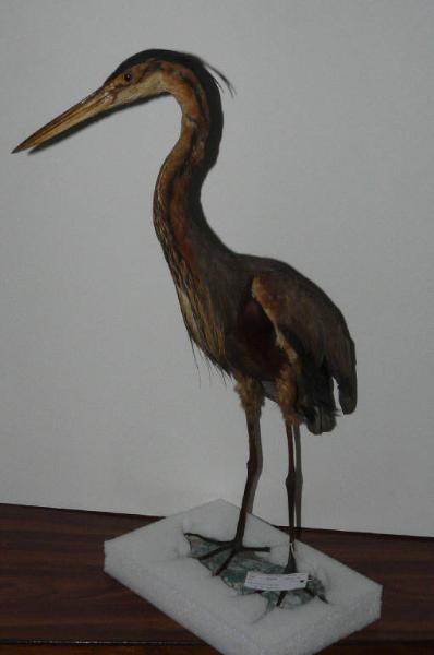 Ardea purpurea