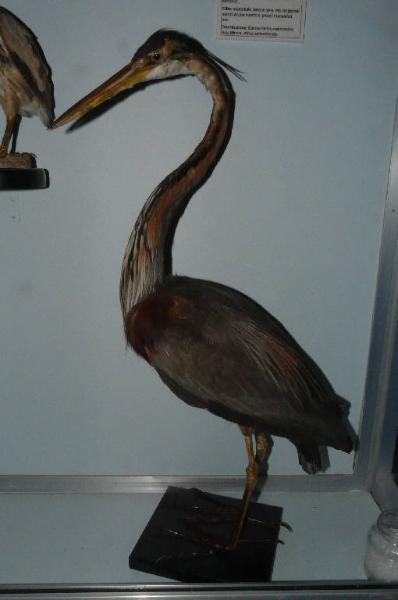 Ardea purpurea