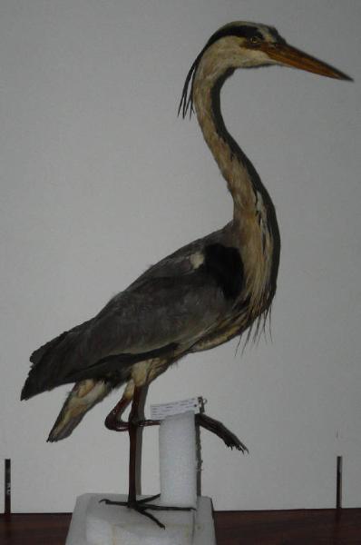 Ardea cinerea