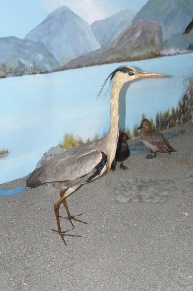 Ardea cinerea