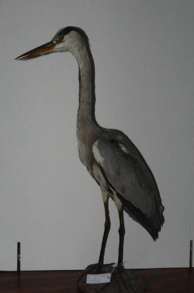 Ardea cinerea