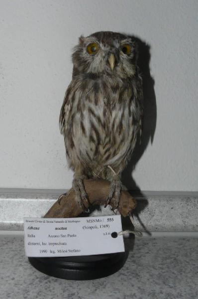 Athene noctua