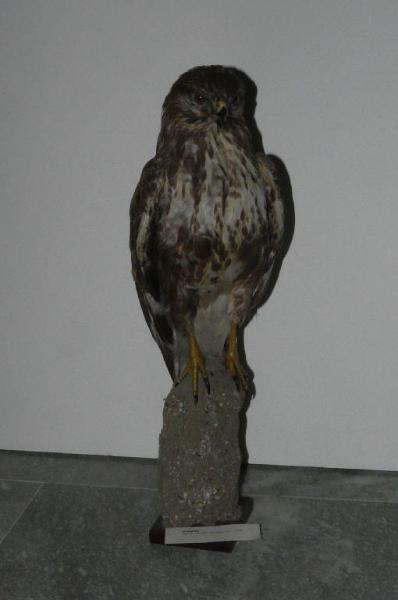 Buteo buteo