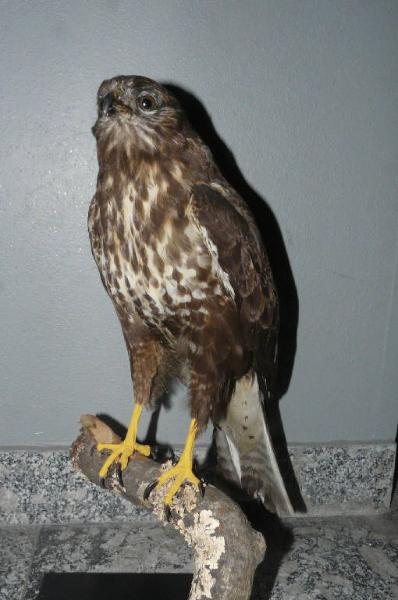 Buteo buteo