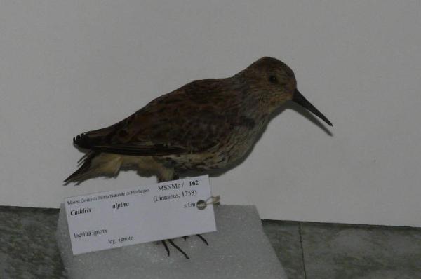 Calidris alpina