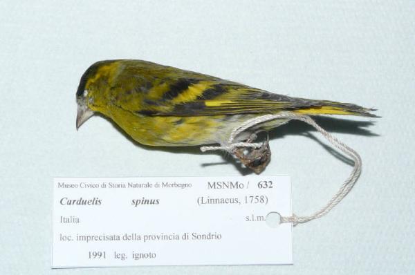 Carduelis spinus