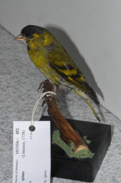 Carduelis spinus