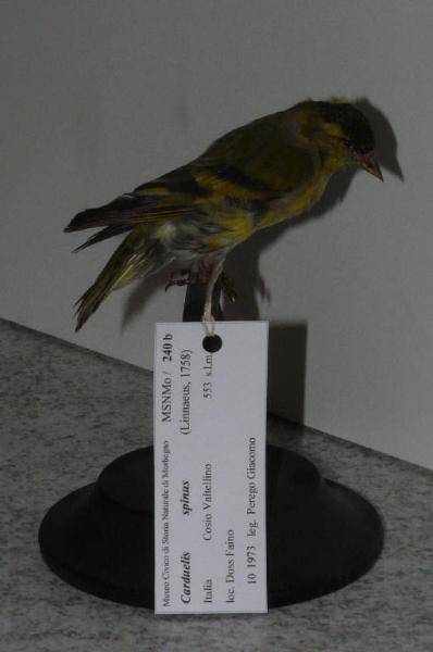 Carduelis spinus