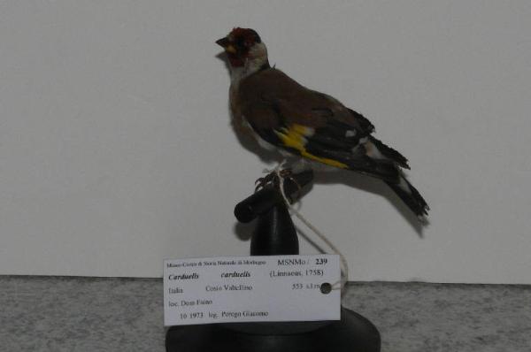 Carduelis carduelis