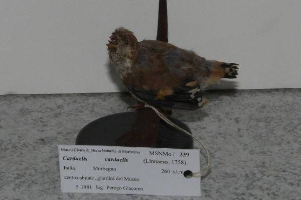 Carduelis carduelis