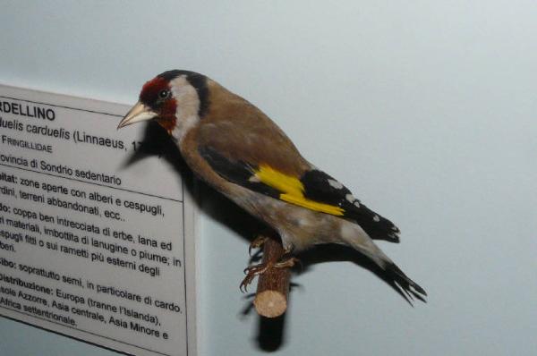 Carduelis carduelis