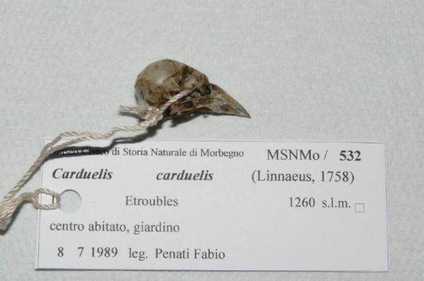 Carduelis carduelis