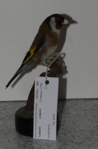 Carduelis carduelis