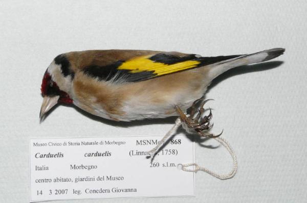 Carduelis carduelis