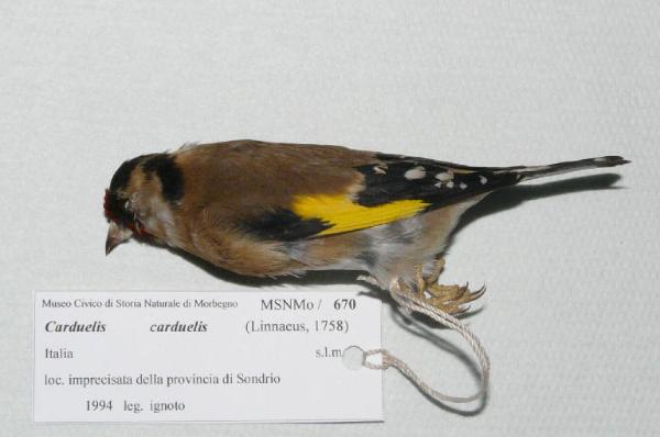 Carduelis carduelis