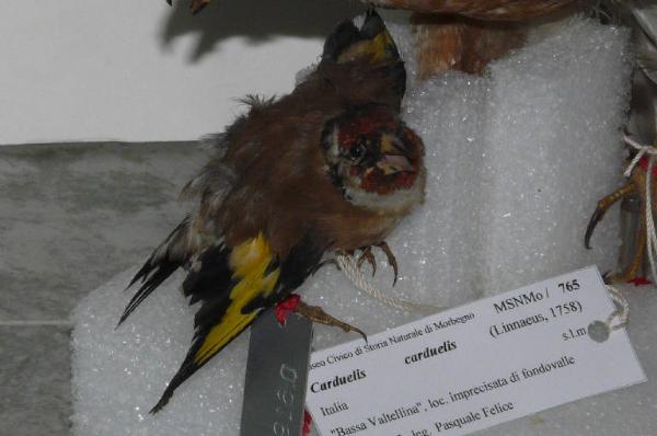 Carduelis carduelis