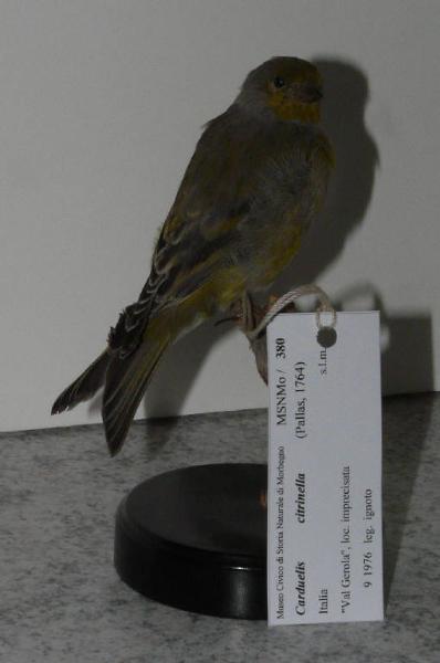 Carduelis citrinella