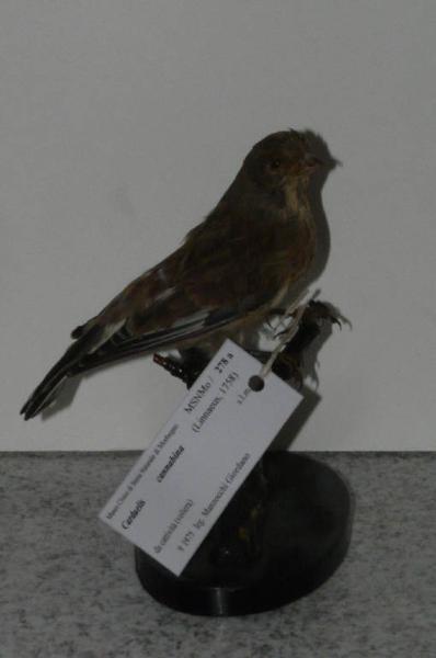 Carduelis cannabina