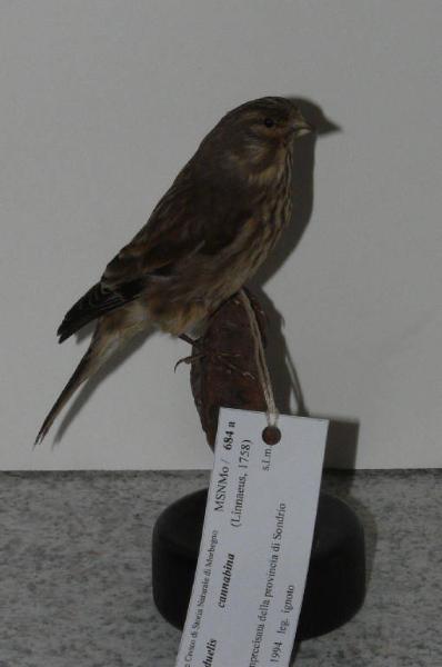 Carduelis cannabina