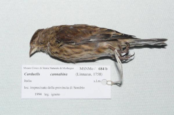 Carduelis cannabina