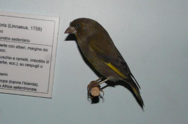 Carduelis chloris