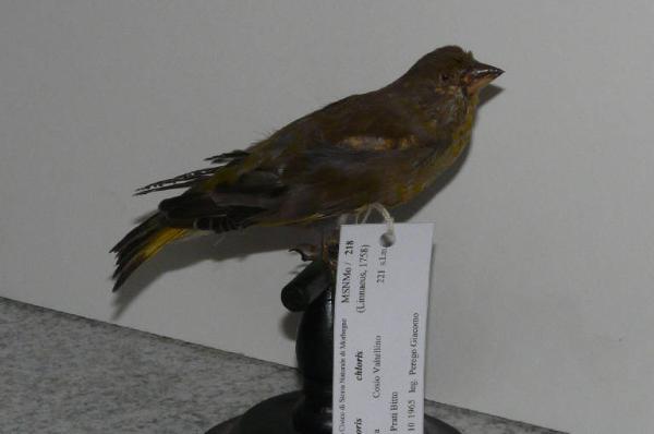 Carduelis chloris