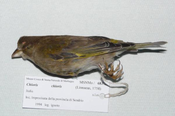 Carduelis chloris