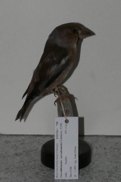 Coccothraustes coccothraustes