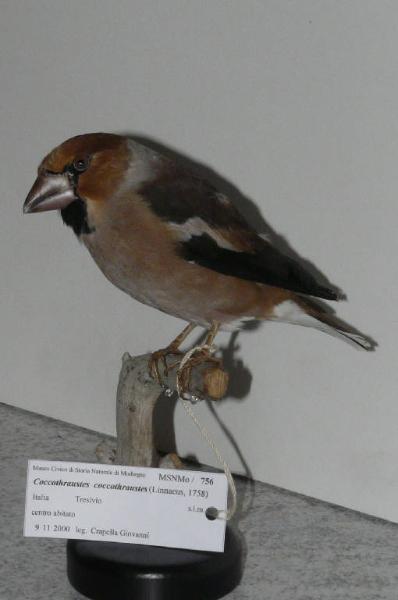 Coccothraustes coccothraustes