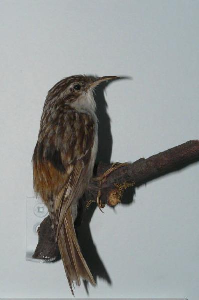 Certhia familiaris