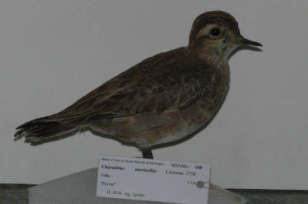 Charadrius morinellus