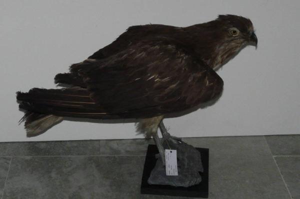 Circaetus gallicus