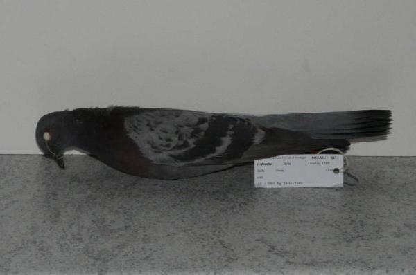 Columba livia