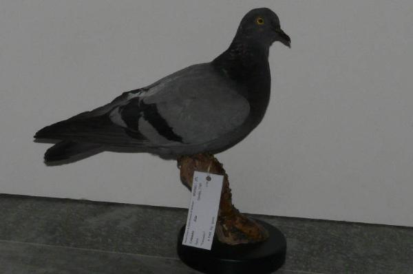 Columba livia