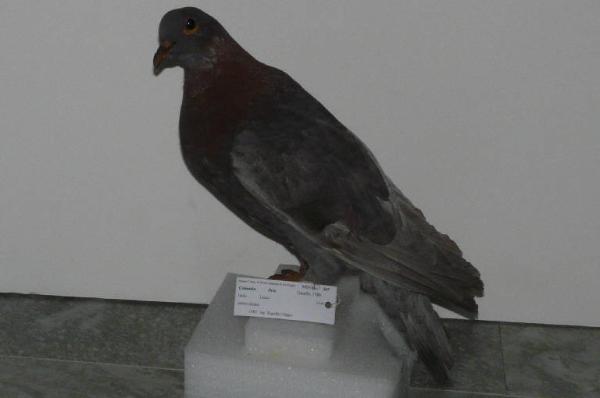 Columba livia