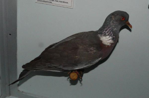 Columba palumbus