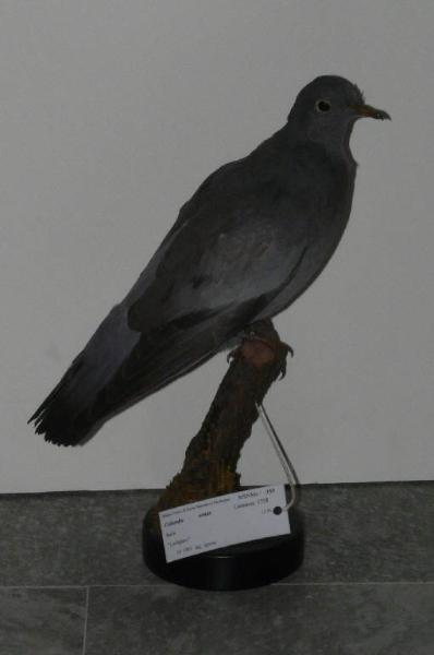 Columba oenas