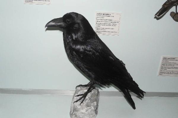 Corvus corax