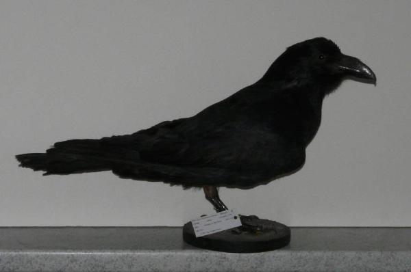 Corvus corax