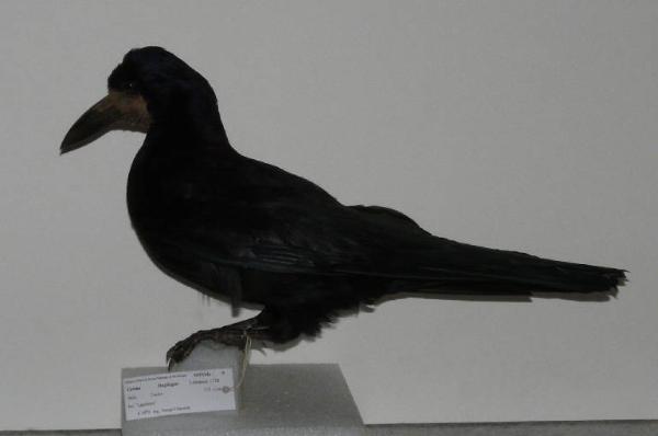 Corvus frugileus