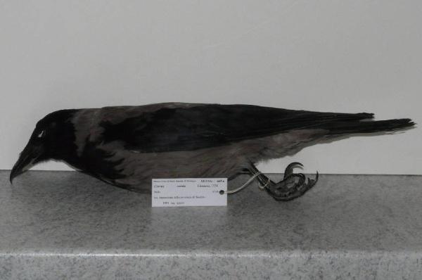 Corvus cornix