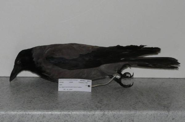 Corvus cornix