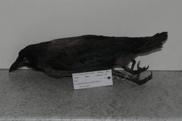 Corvus cornix