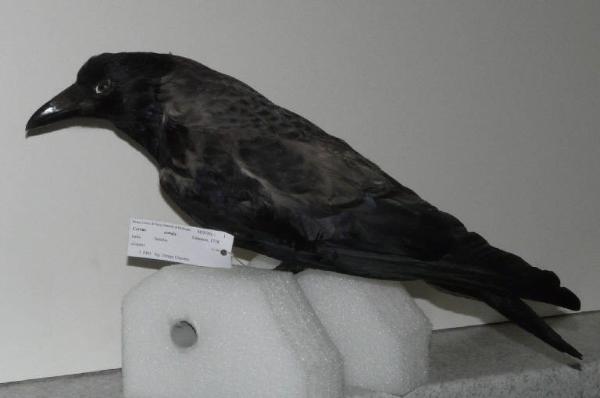 Corvus cornix