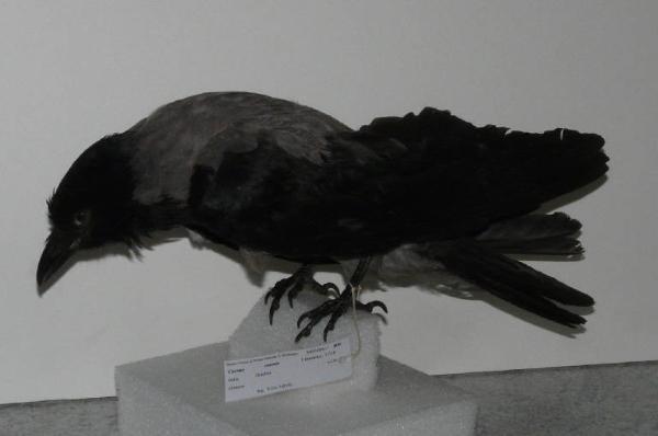 Corvus cornix