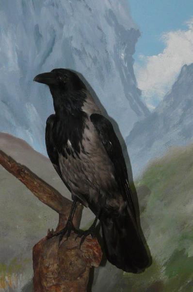 Corvus cornix