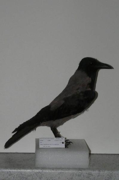 Corvus cornix