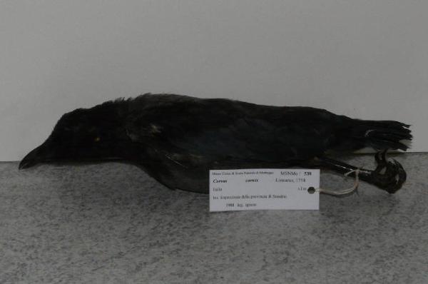 Corvus cornix