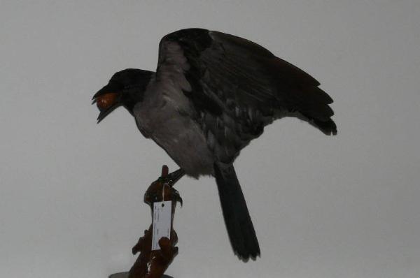 Corvus cornix